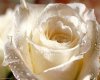 47663531_images1339321_white%20rose_resize.jpg