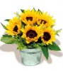 flower-sunflower-bucket.jpg